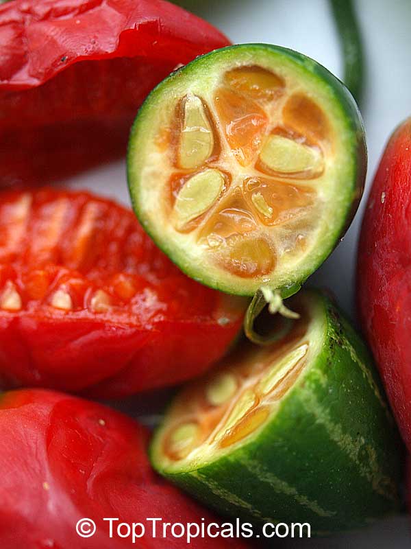 کوچینیا گرندیس( پیچک کدو)